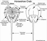 Crab Horseshoe Limulus Anatomy Crabs Book Gills Enchantedlearning Label Horseshoecrab Basic Structure Reasons King Eyes Legs Color Features La Exoskeleton sketch template