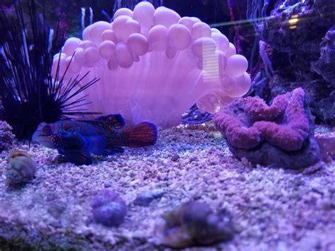 pink bubbly coral    restaurant   place    beautiful reef tank