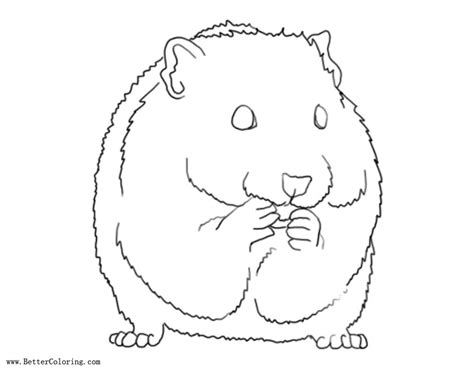 hamster coloring pages  ashleyphotographics  printable coloring