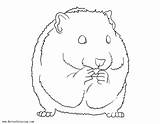 Hamster Coloring Pages Printable Kids Color Print sketch template