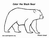 Bear Coloring Pages American Bears Pdf Popular Exploringnature sketch template