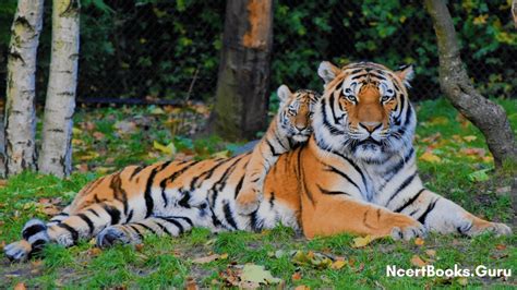 top   royal bengal tiger   national animal  india