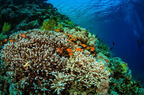 arrecifes de coral corren peligro  causa del calentamiento global