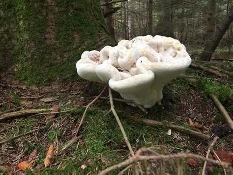 sehr grosser weisser pilz pilzbestimmung pilzforum