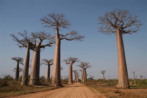 The Baobab Trees Of Madegascar 80 Senses 51 Original Travel Blog