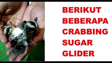 sugar glider crabbing compilation youtube
