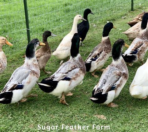 silver appleyard duck sugar feather farm