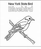 Bird Coloring State Blue Pages Arkansas Flower York Birds Printable sketch template