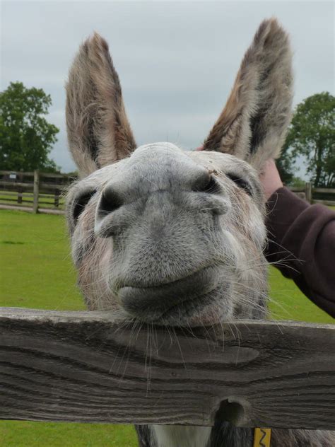 cute donkey face  rachael  deviantart