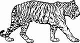 Tiger Printable Coloring Pages Pdf Tooth Saber Preschool Sabertooth Drawing Colouring Paw Getcolorings Amazing Print Delivered Color Clipartmag Getdrawings Colorings sketch template