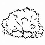 Bush Clipart Outline Coloring Bushes Pages Clip Plants Shrubs Tree Cartoon Grass Template Cliparts Drawing Plant Fungi Small Library Gif sketch template