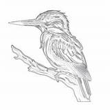 Kingfisher Scarlet Ibis Mimi sketch template