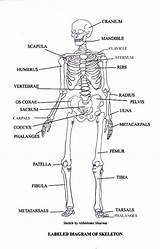 Diagram Skeleton Skeletal Labeled System Human Body Bones Kids Anatomy Drawing Labelled Label Systems Worksheet Labels Diagrams Esqueleto Name Chart sketch template