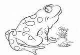 Prince Coloring Frog Pages Getcolorings Getdrawings Color sketch template