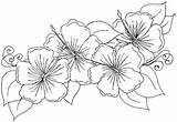 Hibiscus Hibiskus Colouring Florals Tattoo Webstockreview sketch template