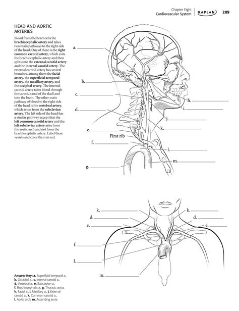 anatomy coloring book pages  printable sketch coloring page