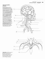 Anatomy Physiology Kaplan Workbook Netter Kidsworksheetfun Getcolorings K5 sketch template