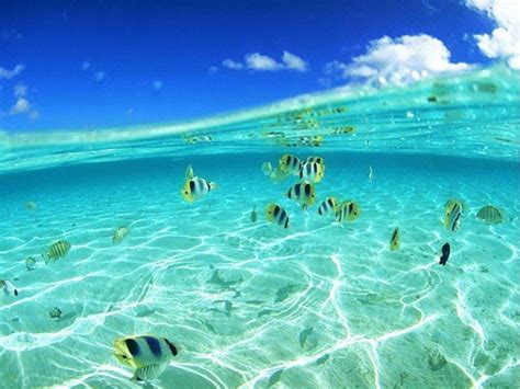 download 6600 koleksi wallpaper pemandangan bawah laut gambar hd terbaik