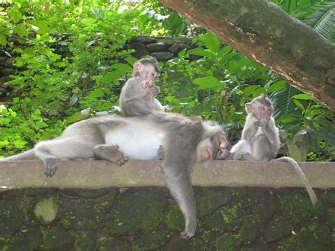 bali singapore metaphysical healing  travel ubuds monkey forest