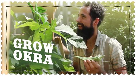 grow okra  seed youtube