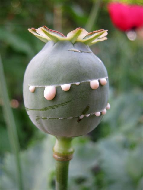 Opium Poppy Papaver Somniferum Pod With Fresh Opium