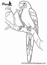 Parrot Parrots Bird Pixstats Salvat sketch template