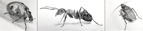 draw realistic insects ran art blog