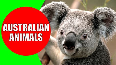australian animals  kids kiddopedia
