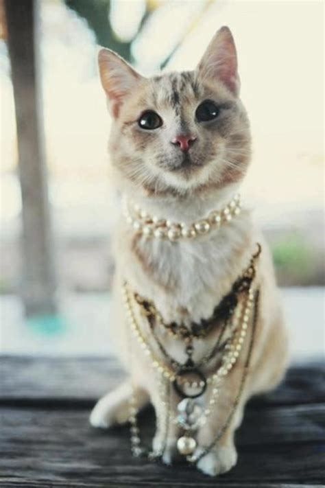 images  bling bling  pinterest cat jewelry lykoi cat  kitty