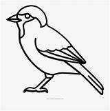 Sparrow Shrike Northern Coloring Grey Clipartkey sketch template