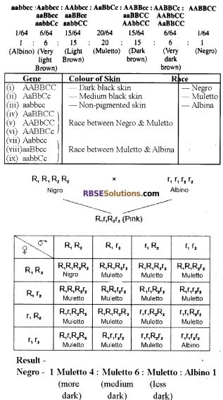 Rbse Solutions For Class 12 Biology Chapter 35 Mendels Law Of