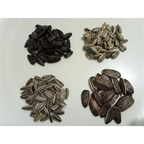 sun flower seeds  types  seeds  seeds  pack shopee philippines