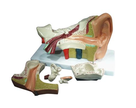 Model Biological Ear Large 5 Parts Iec Designs