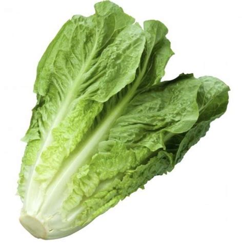 lettuce   large
