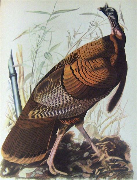 antique 1937 audubon print no 1 turkey free shipping john