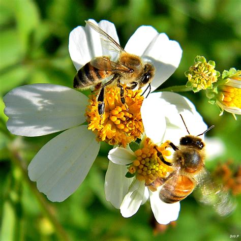 bees important   planet  planet blog