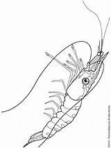 Krill Coloring Shrimp Pages Color Colouring Sheet Kids Animals sketch template