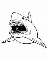 Coloring Shark Great Pages Kids Printable Print Sharks Animal Colouring Sheets Drawing Color Clipart Cliparts Megalodon Tooth Sea Teeth Draw sketch template