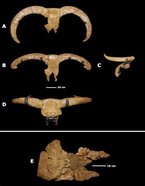 identifiquen  tunis el crani dur mes antic del mon  toro modern de fa  anys iphes