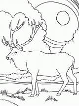 Coloring Elk sketch template