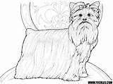 Coloring Pages Dog Yorkshire Terrier Yorkie Yuckles Pound Puppy Catcher Cute Breed Print Puppies Dogs Shirts Available Kids Designlooter Template sketch template