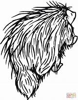 Porcupine Coloring Pages Porcupines Drawing North American Clipart Printable Supercoloring Getdrawings Categories Viper Head Line sketch template