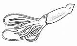 Molluschi Calamaro Categoria Stampare Printmania sketch template