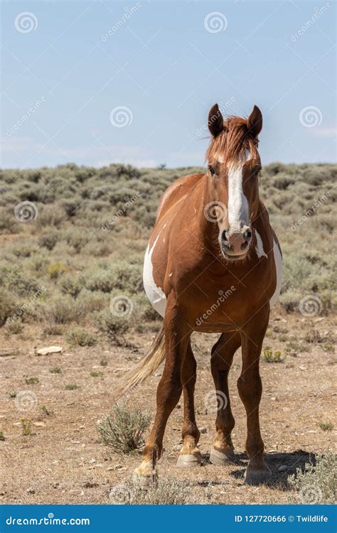 majestic wild horse   high desert stock photo image  freedom