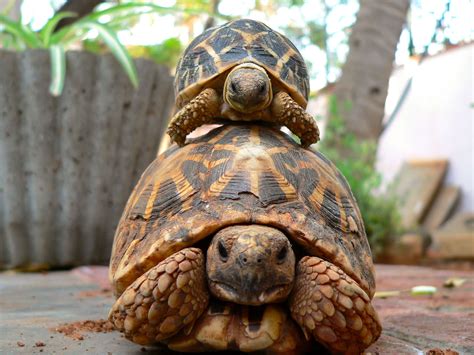 wake  hibernating pet tortoise