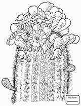 Prickly Pear Cactus Drawing Getdrawings sketch template