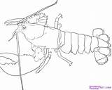 Lobster Outline Coloring Drawing Clipart Line Cartoon Spiny Draw Kids Drawings Wikiclipart Library Clip Paintingvalley Crustacean Monster Truck sketch template