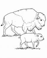 Bison Buffalo Wild Sheets Maternelle Coloringhome sketch template