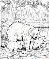 Coloring Bear Pages Family American Yahoo Search Bears sketch template