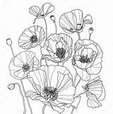 Poppy Poppies Coquelicots Colouring Raster Coquelicot Outline Amapola Amapolas Blumen Gros Bloemen Begonia Flores Mohn Floral Botanische Sketches Skizzen Cuadro sketch template
